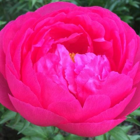 Paeonia Cytherea, cupped dark magenta double flower