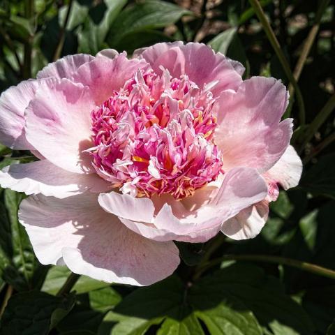 Paeonia Do Tell, Japanese-style with pale pink outer petals and frilly pink and white center
