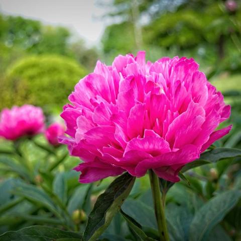 Paeonia Joker, magenta double flower