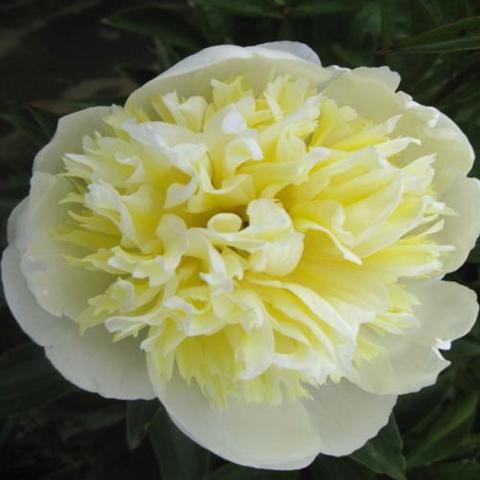Paeonia White Sands, double very light yellow almost white flower