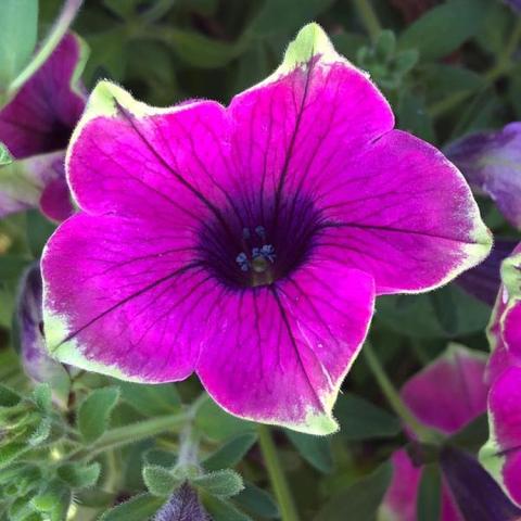 Petunia Tea Purple Green Edge, purple-magenta flower with light green edge, dark throat