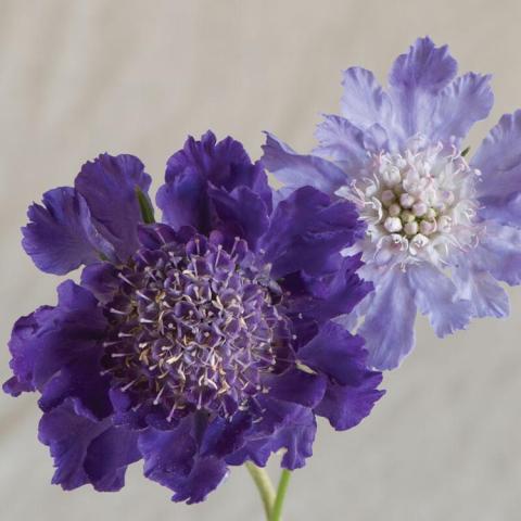Scabiosa Fama Deep Blue, flowers in purple shades with pincushion-like centers