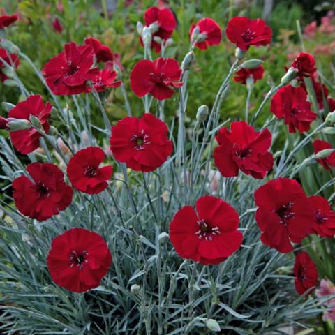 Dianthus Cherry Pie, blood-red small flowers and grass-like gray-green leaves
