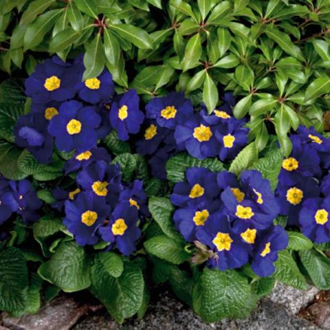 Primula Piano Blue, clusters of blue flat-faced flowers with yellow centers, crinkled green foliage
