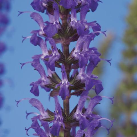 Salvia Merleau, blue-violet flowerets on upright stems