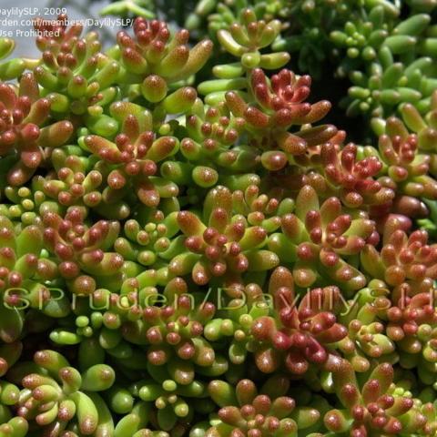 Sedum Coral Carpet, small rounded succulent leave green blushing red
