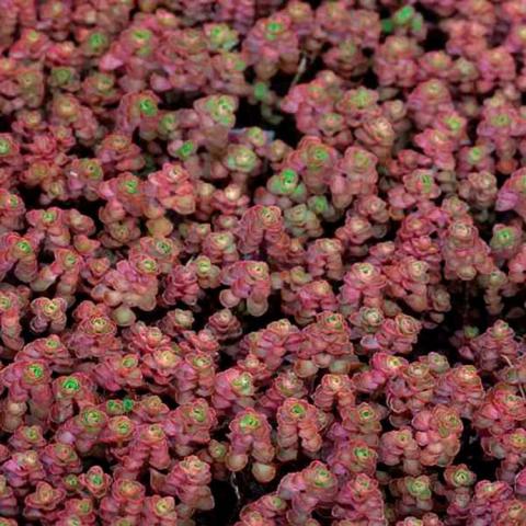 Sedum Dragon's Blood, many small succulent leaves turning to red in fall