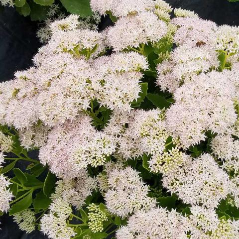 Sedum Edelweiss, domed clusters of slightly pinkish white flowers