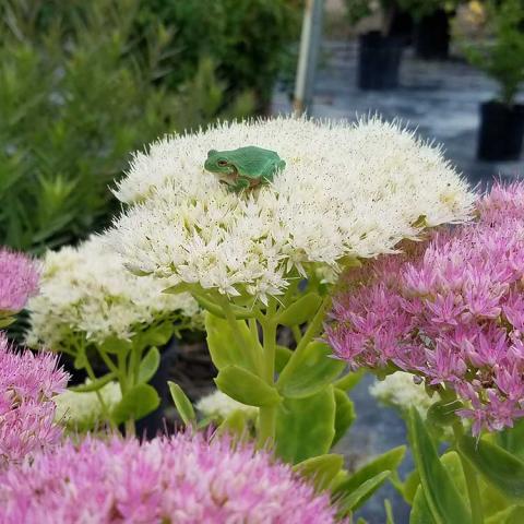 Sedum Snow Banks, flat cluster of white flowers with tiny green frog sitting on it