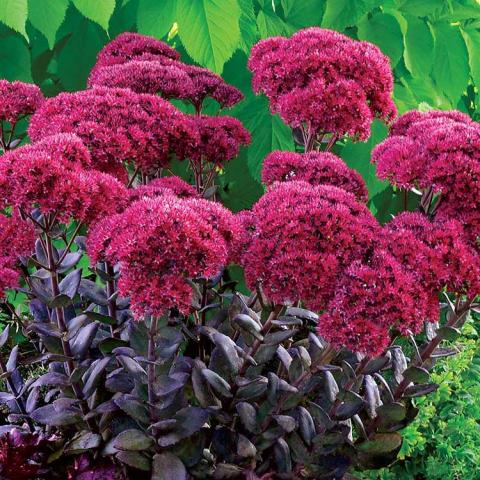 Sedum Thunderhead, upright plant with dark purple-black succulent leaves and intense dark magenta flower clusters