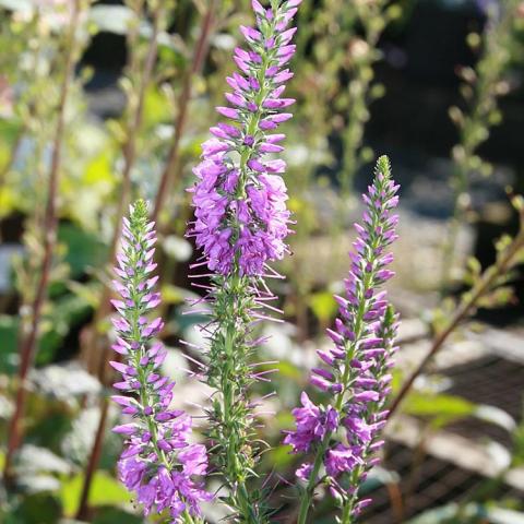 Veronica Eveline, lavender-pink flowers on upright spikes