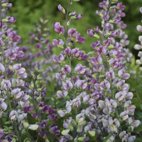 Baptisia Plum Rosy, upright stems with many pea-type flowers in shade of white to dark magenta