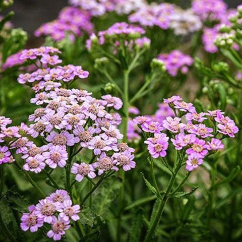 Achillea Love Parade, clusters of pink flowers over green foliage