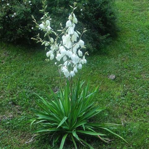 Yucca filamentosa, low foliage like green swords, tall spike of white flowers above