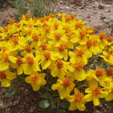 Zinnia grandiflora, yellow daisies with prominent dark yellow centers and reflexed petals