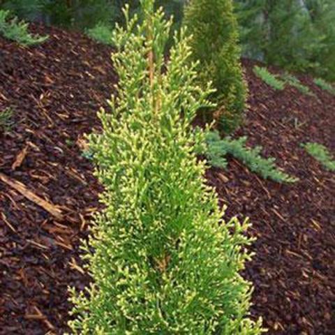 Arborvitae Fairy Lights, green evergreen with almost yellow ends
