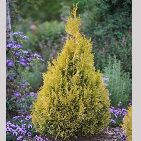 Arborvitae Fluffy, pyramidal yellow-green evergreen