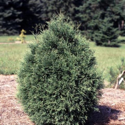 Arborvitae Sherwood Moss, green rounded pyramidal evergreen