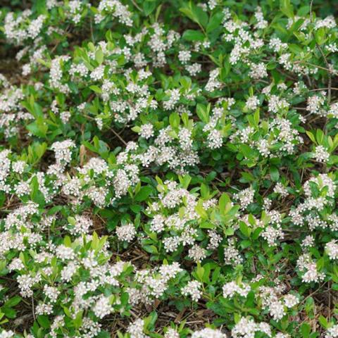 Aronia Ground Hug, small white flowers against green leaves