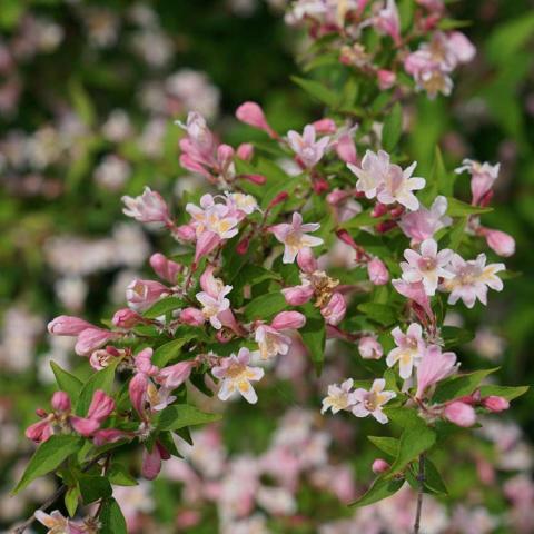 Kolkwitzia Jolene Jolene, light pink flowers over green leaves