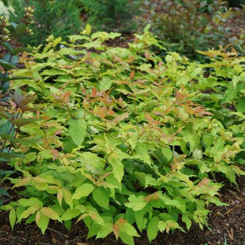 Diervilla Kodiak Fresh, yellow-green leaves with orange flushes