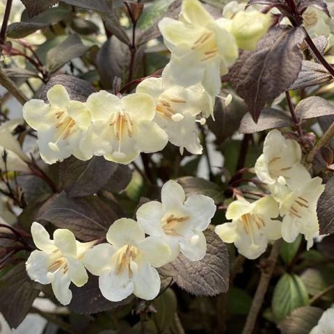 Weigela Wine and Spirits, dark purple leaves with white flowers
