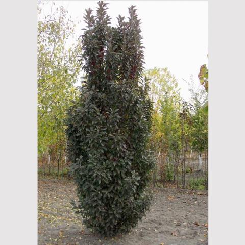 Crabapple Emerald Spire, very narrow dark-leaved tree covered in leaves to the ground