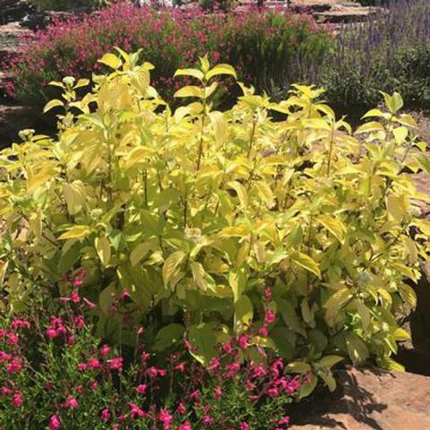 Cornus Garden Glow, almost yellow leaves on a shrub