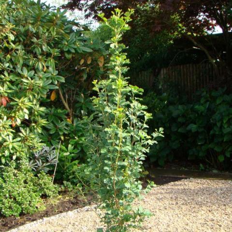 Ginkgo Skinny Fit, very narrow tree with green leaves