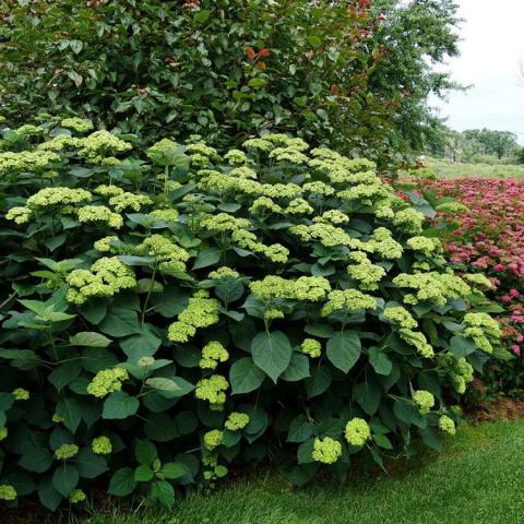 Hydrangea Invincibelle Sublime, green flower clusters on a green shrub