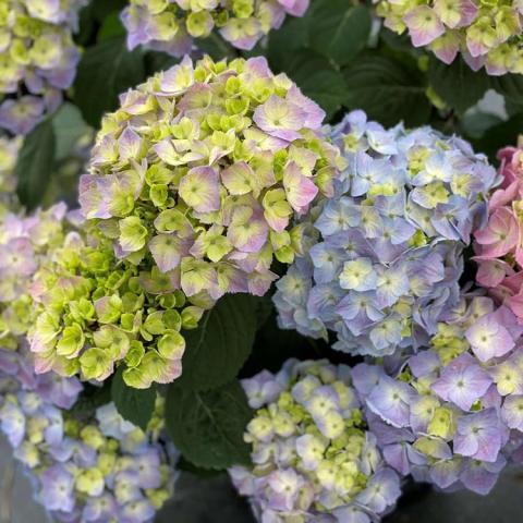 Hydrangea Let's Dance Sky View, clusters of light blue and pink flowers
