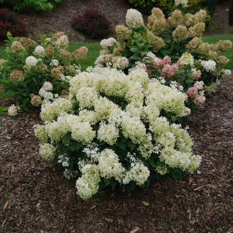 Hydrangea Puffer Fish, white conical flower clusters