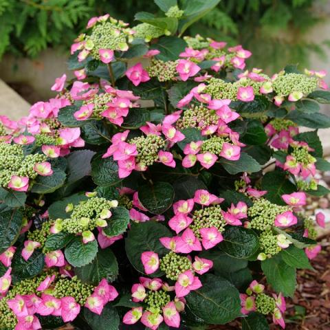 Hydrangea Tiny Tuff Stuff Top Fun, flat clusters of rose-pink flowers