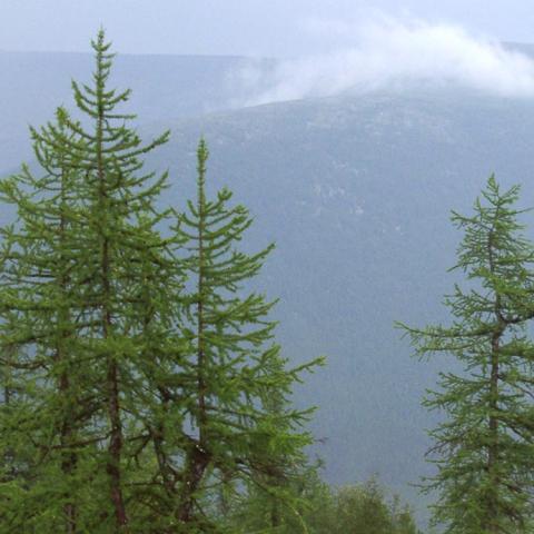 Larix sibirica, narrow upright tree that looks like an evergreen