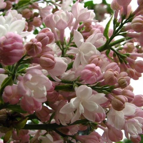 Beauty of Moscow lilac, lavender pink flower clusters with even pinker buds