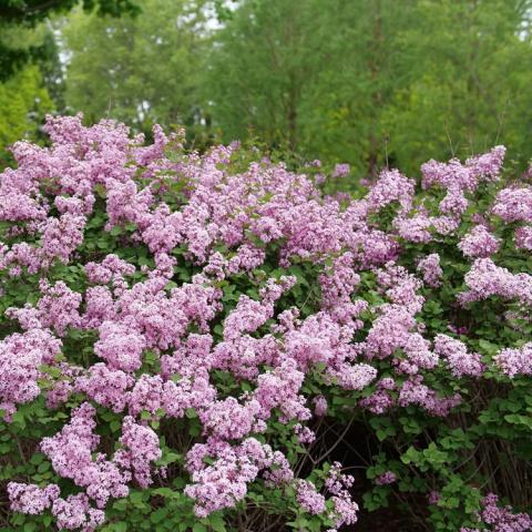 Bloomerang Purpink, lavender flower clusters