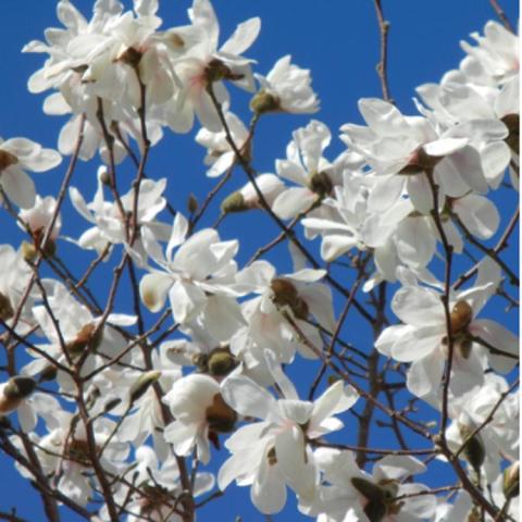 Spring Welcome magnolia, white flowers with long petals