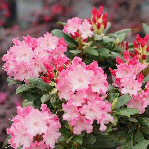 Rhododendron Dandyman Color Wheel, pink to white flowers over dark green leaves