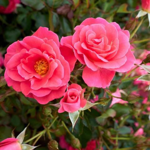 Rosa Aurora Borealis, double pink rose with small yellow center
