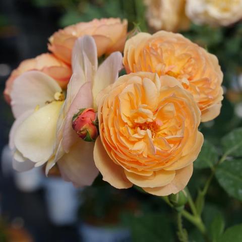 Rosa Flavorette Honey Apricot, cluster of apricot double roses