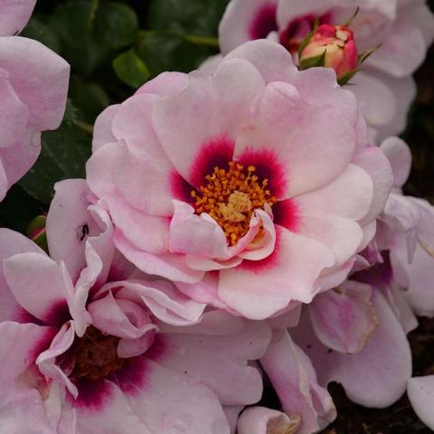 Rosa Ringo Double Pink, open, light pink rose with dark pink center