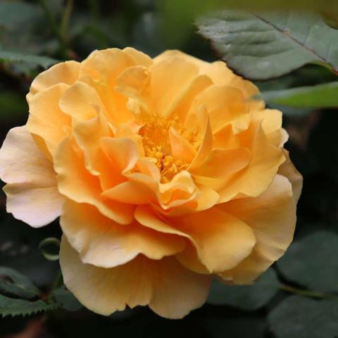 Rosa Rise Up Amberness, golden double rose