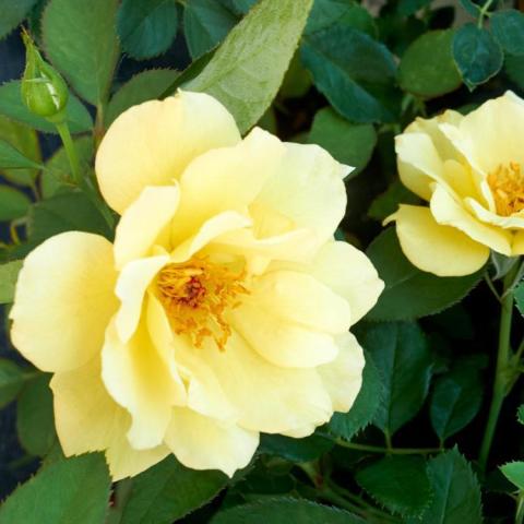 Rosa Yukon Sun, light yellow semi-double rose