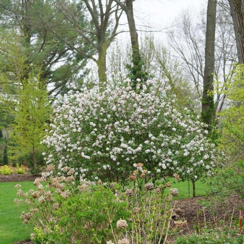 Viburnum Spice Girl, white flowers on a horizontal mounded shrub