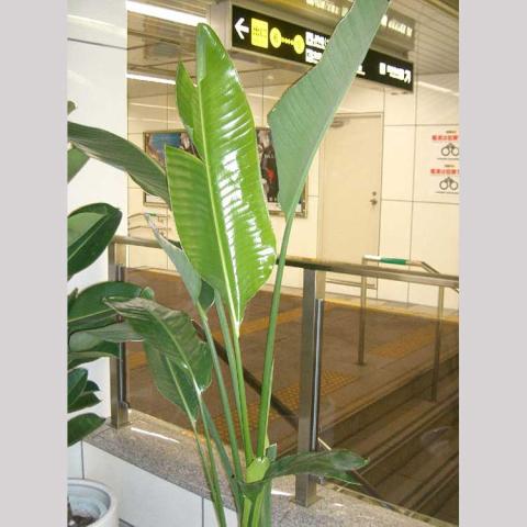 Strelitzia nicolai plant, huge upright shiny green leaves