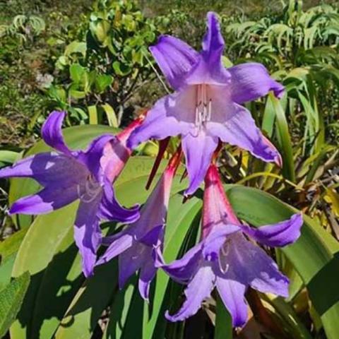 Worsleya, open lavender blue tubular flowers, tropical looking