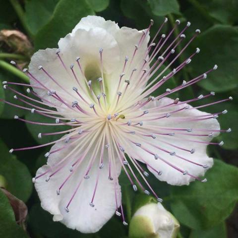 Caper bush flower, three white petals and lavender spidery stamens