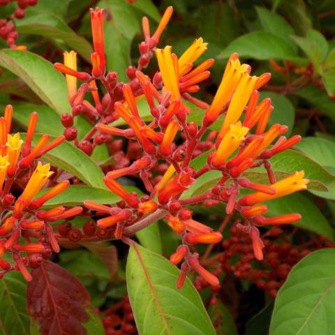 Hamelia patens, cluster of tubular orange and red flowers 