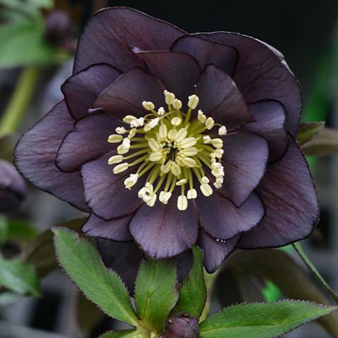 Helleborus Winter Jewels Slate Double, almost black semi double with dull gold center