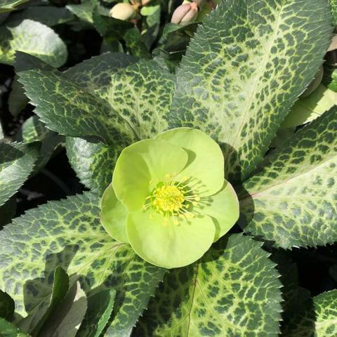 Helleborus Frostkiss Illumi Lime, light green flower over marbled dark green foliage